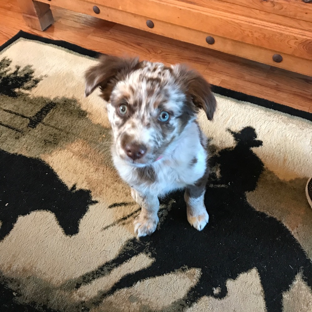 Meet your Posher, Raelene